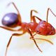 Ants-Manor-Pest-Control-Nottingham