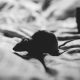 Image-of-a-mouse-for-mice-pest-control