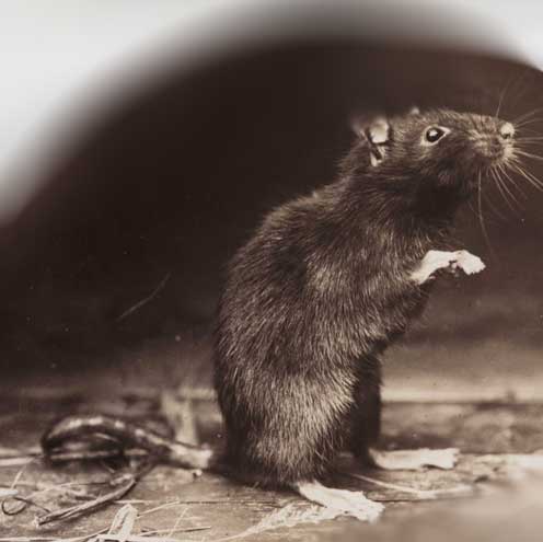 Image-of-a-rat-for-mice-pest-control