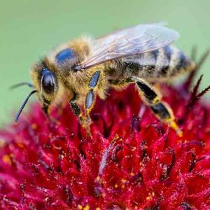 Manor-Pest-Control-Toton-Nottingham-bumble-bee