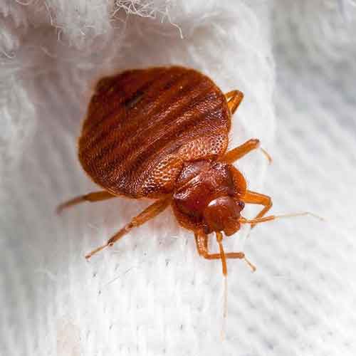 bed-bug-for-pest-control